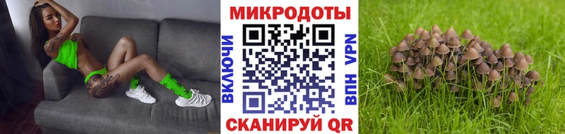 Псилоцибиновые грибы Psilocybine cubensis  Тогучин 